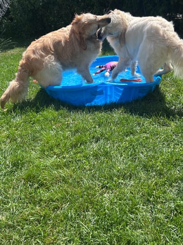 Customer photo review of WellyTails® Daily Joint & Wellbeing - for Medium and Large Dogs