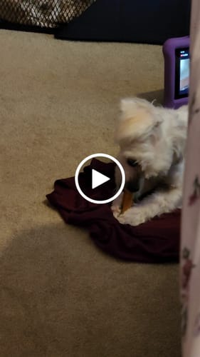 Customer video review of Pumpkin Yak Chews