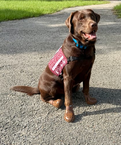 Customer photo review of WagWellie® Mojave Single