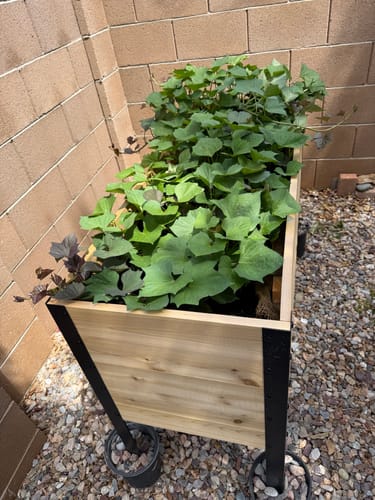 Customer photo review of 18" x 48" Raised Garden Bed - 30" TALL
