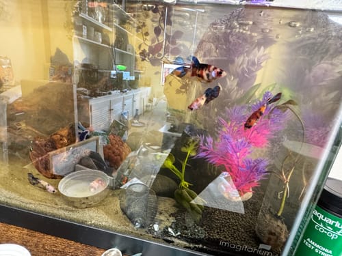 Customer photo review of Koi Nemo Female Betta Fish Sorority | Successful Sorority Pack