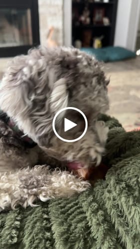 Customer video review of Small Dog Black Friday Bundle (Your 12oz Jerky+8 Small Bones)