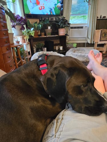 Customer photo review of FurLife™ 12 Months Flea and Tick Free