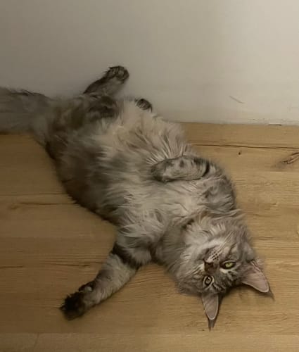 Avis photo d'un client sur Croquettes Maine Coon Stérilisé Sans Céréales - Poulet