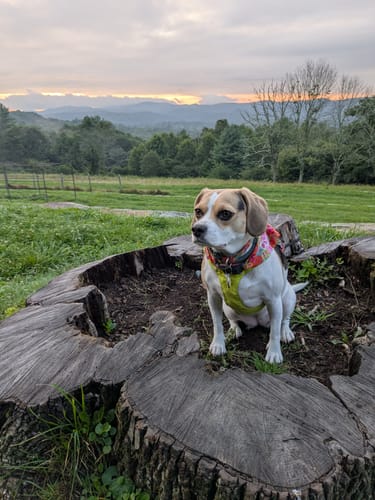 Customer photo review of ProDenta