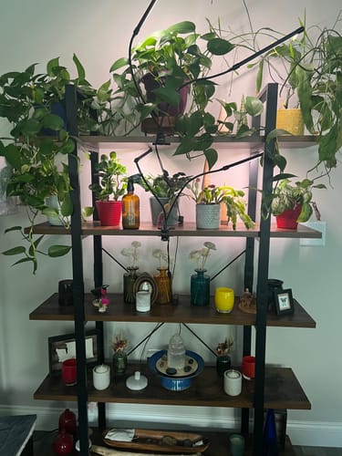 Customer photo review of Houseplant Pest Spray