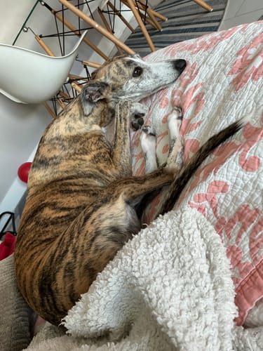 Customer photo review of Beef Lung Chunks 1lb
