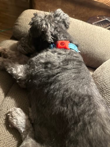 Customer photo review of FurLife™ 12 Months Flea and Tick Free