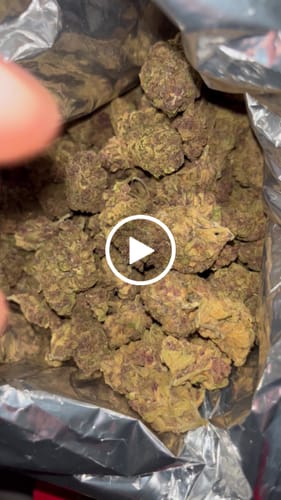 Customer video review of Cheap THCA Flower Half Pound