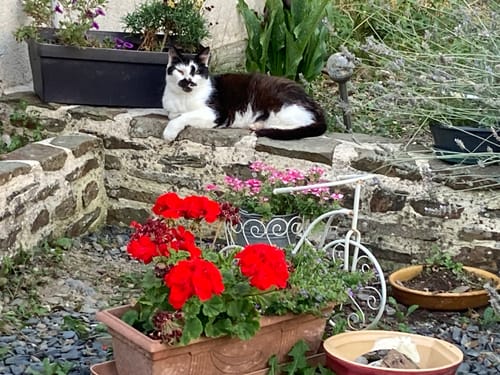 Avis photo d'un client sur Pâtée Chat Adulte Insuffisance Rénale - Poulet
