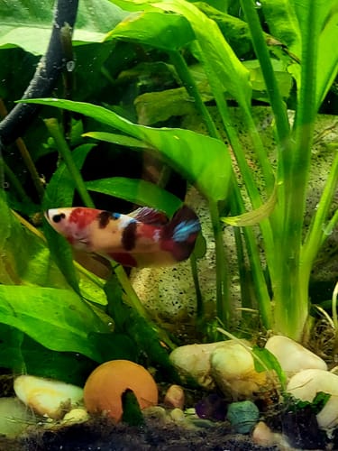 Customer photo review of Koi Nemo Female Betta Fish Sorority | Successful Sorority Pack