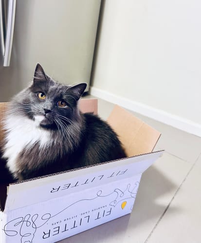 Customer photo review of 1 Month Supply – 1 Cat