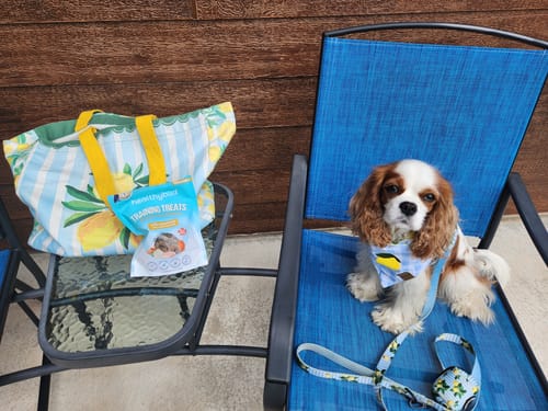 Customer photo review of Chicken Mini Training Treats