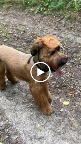 Customer video review of Collier Anti Aboiement PuppySafe