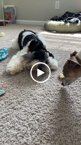 Customer video review of Strawberry Yak Chews