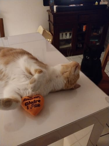 Avis photo d'un client sur Croquettes Chat Stérilisé Sans Céréales - Poulet