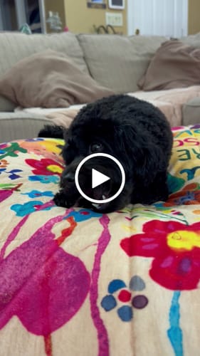 Customer video review of Strawberry Yak Chews