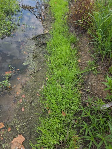 Customer photo review of Waterfowl Blend