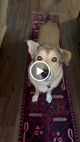 Customer video review of Smoked Beef Marrow Bone