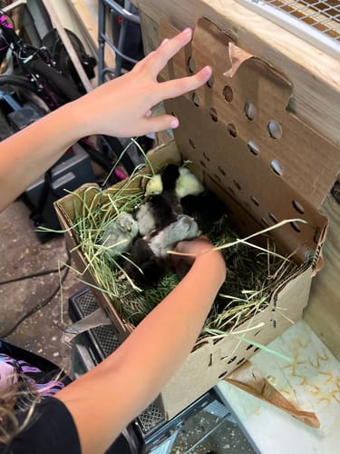 Customer photo review of Lavender Ameraucana Chick (Unsexed)