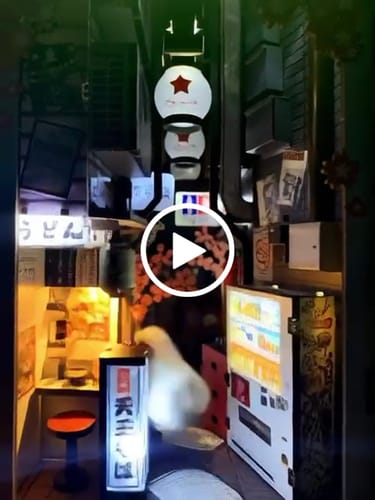 Customer video review of Omoide Yokocho Book Nook Kit