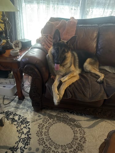 Customer photo review of Smoked Beef Marrow Bone