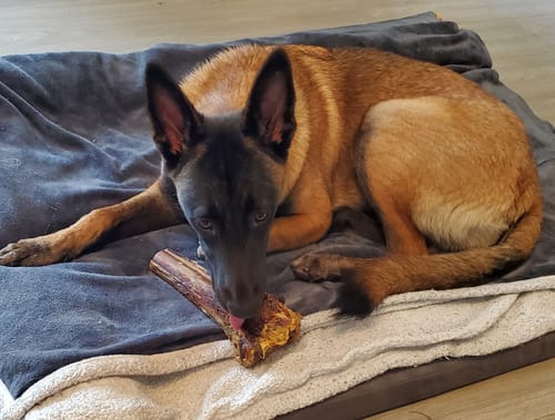 Customer photo review of Large Ostrich Cane (11.5" x 5"): The Ultimate Long-Lasting Chew for Medium, Large & XL Dogs