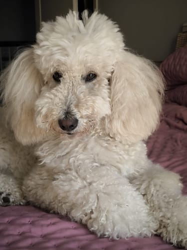 Silke K. review of Personalisierte Socken mit deinem Haustier image 1 out of 4