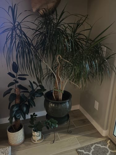 Customer photo review of Plant Food