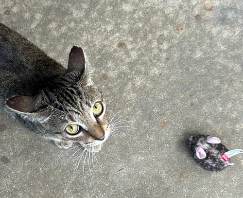 Customer photo review of Interactive Motion-Activated Mouse Cat Toy