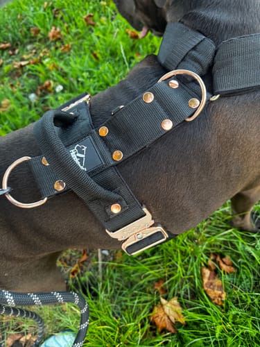 Customer photo review of Szelki z szybką klamrą - Easy Walk Extreme Rose Czarna