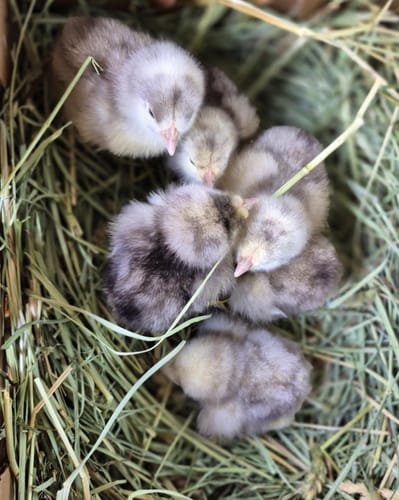 Customer photo review of French White Marans (European Imported Bloodline) Chick (Unsexed)