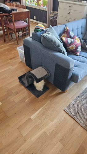 Customer photo review of Multifunctional Cat Scratching Carpet