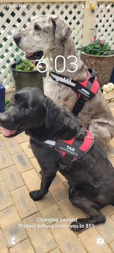 Customer photo review of No Pull Dog Harness Australia