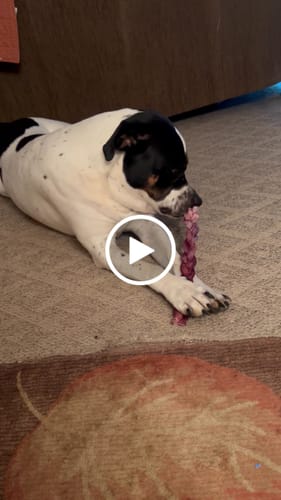 Customer video review of Beef Gullet Jerky Strips