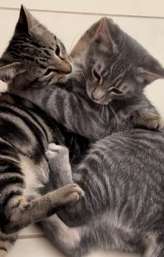 Customer photo review of 3 Month Supply - 2 Cats