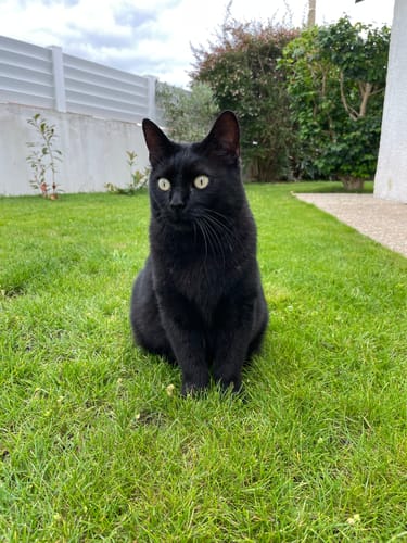 Avis photo d'un client sur Croquettes Chat Stérilisé Sans Céréales - Poulet