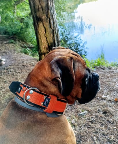 Customer photo review of Szeroka obroża z rączka - Grip Pomarańczowa