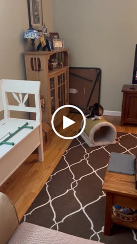 undefined review of SPEEDY TAIL 2.0 image 1 out of 1