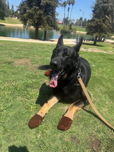 Customer photo review of Leather Dog Booties - Doccasins - 1 pair