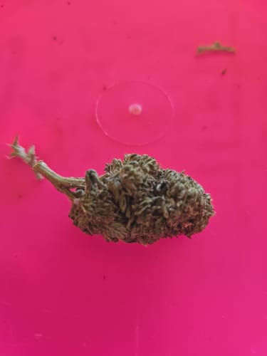 Customer photo review of Rainbow Sherbet - 28 Grams (Indica)