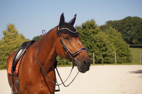 Customer photo review of Spiritandhiscrew X MASEGO bit to bitless Multi bridle