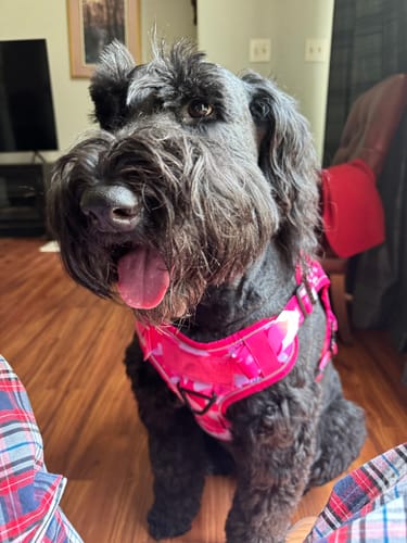 Customer photo review of NEW Upgraded Tactical No-Pull Team K9™ Dog Harness with 4 Quick-Release Metal Buckles, Reinforced Front & Back D-Rings, Hook & Loop Panels, Adjustable Straps, Reflective Strips, & Top Handle