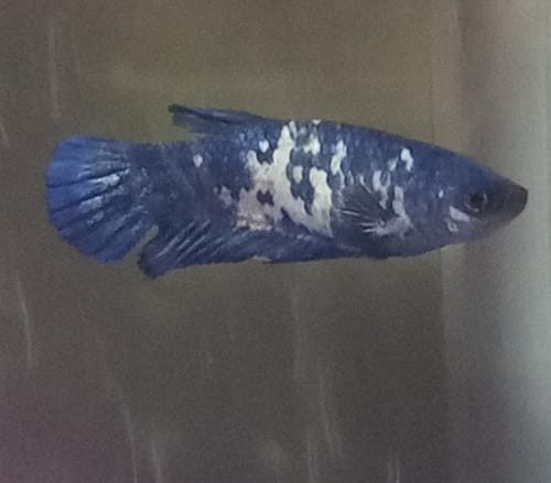 Customer photo review of Female Betta Fish Marble Dot Moo Cow Plakat