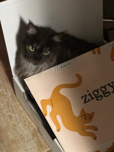 Avis photo d'un client sur Croquettes Maine Coon Stérilisé Sans Céréales - Poulet