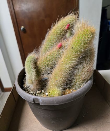 Customer photo review of Cleistocactus colademononis | Monkey Tail Cactus