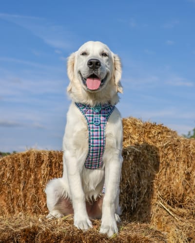 Customer photo review of Tough Trails™ Harness - Tweed Twilight