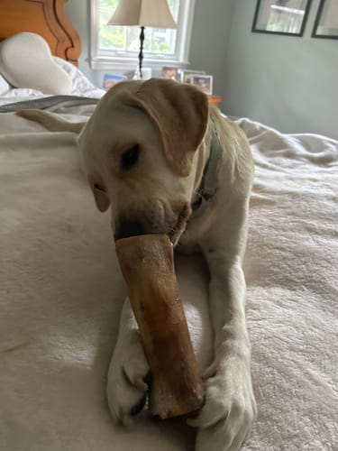 Customer photo review of Smoked Beef Marrow Bone