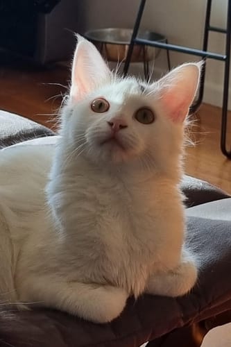 Customer photo review of 3 Month Supply - 1 Cat