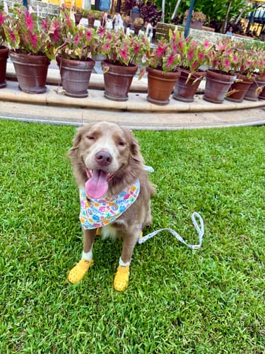 Customer photo review of WagWellies® Mojave